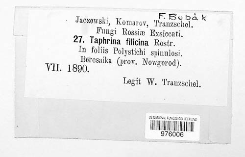 Taphrina filicina image